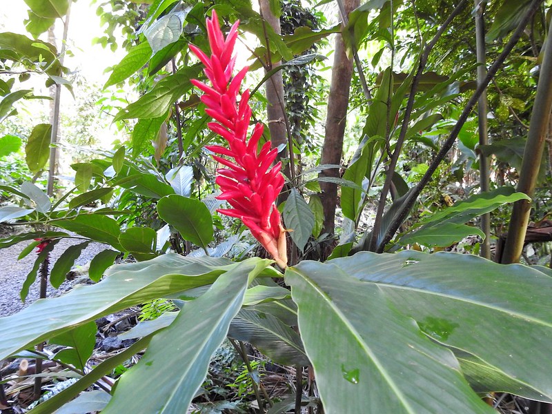 Jardin des Parfums et des Épices - Souvenirs de La Réunion